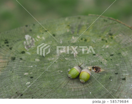 ドングリ ドングリ 58579684