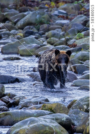 知床のヒグマ 知床のヒグマ 58580015