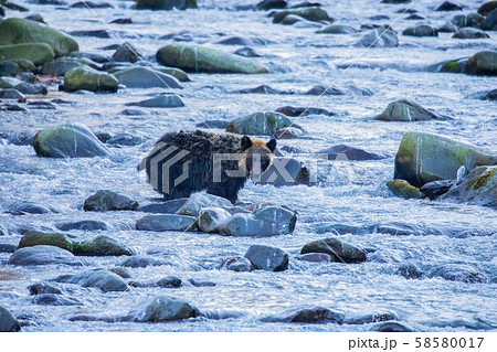 知床のヒグマ 知床のヒグマ 58580017
