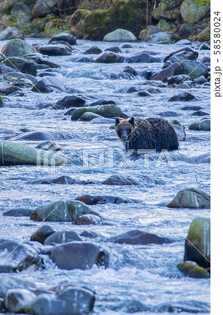 知床のヒグマ 58580024