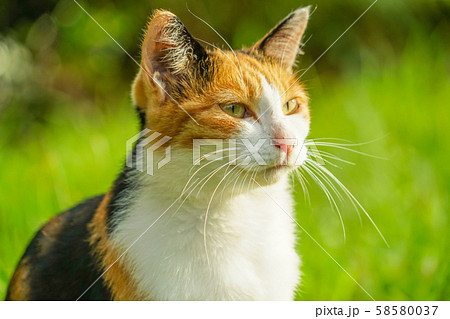 草原に佇む三毛猫 草原に佇む三毛猫 58580037