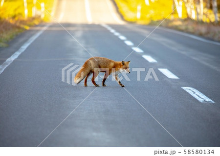 晩秋のキタキツネ 58580134