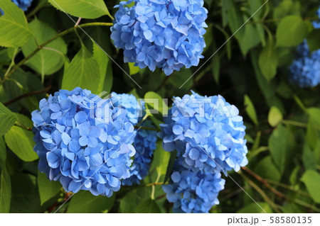 あじさい 花 あじさい 花 58580135