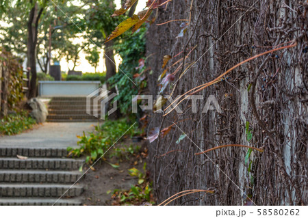 夕焼け 仙遊島 仙遊島公園 58580262