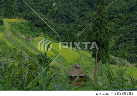 留守原の棚田 58580288