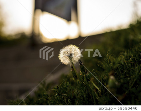 マクロ 風景 夕焼け 58580440