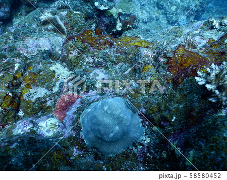 イシガキカエルウオ イシガキカエルウオ 58580452