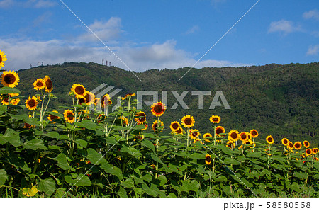 向日葵畑 58580568