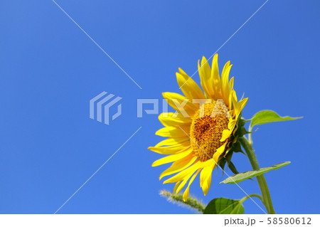 向日葵 夏 青空 58580612