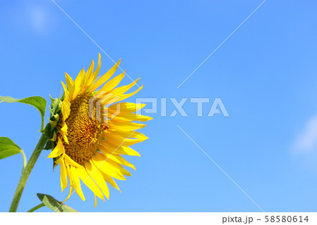 向日葵 夏 青空 58580614