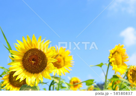 向日葵 夏 青空 向日葵 夏 青空 58580837