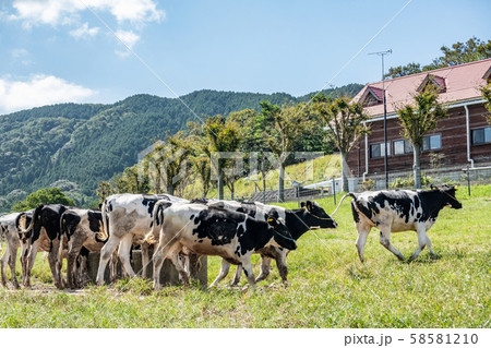 牧場の牛 58581210