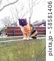 野良猫 58581406