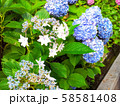 紫陽花 58581408