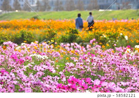 平塚市 イシックス馬入のお花畑 コスモス の写真素材