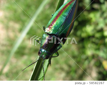 タマムシ タマムシ 58582267