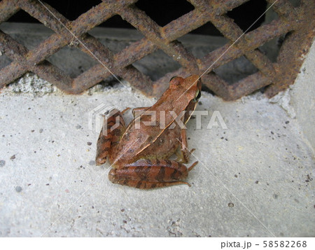 ニホンアカガエル ニホンアカガエル 58582268