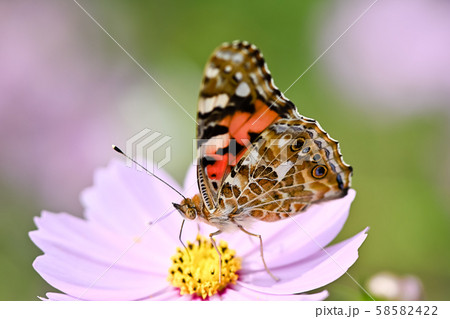 ヒメアカタテハ 58582422