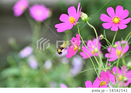 オオスカシバ 58582541