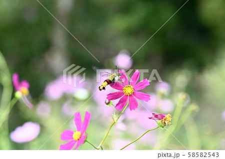 オオスカシバ 58582543