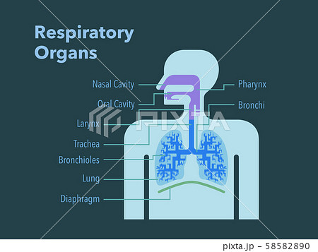 暗い背景に英語で各部位の名称が記載された呼吸器官のシンプルなイラストのイラスト素材 5850