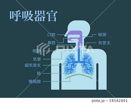 暗い背景に日本語で各部位の名称が記載された呼吸器官のシンプルなイラストのイラスト素材 5851