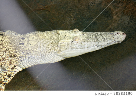 Crocodile Crocodile 58583190