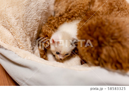 仔猫と犬 58583325