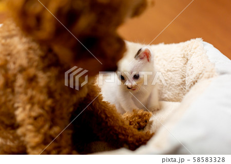 仔猫と犬 仔猫と犬 58583328