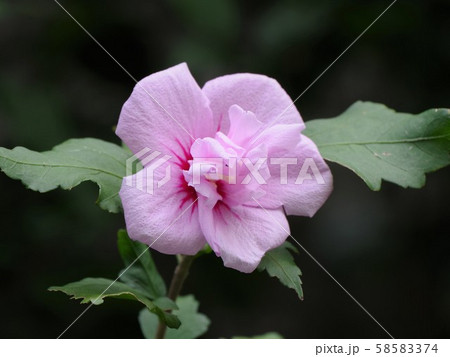 ムクゲの花 58583374