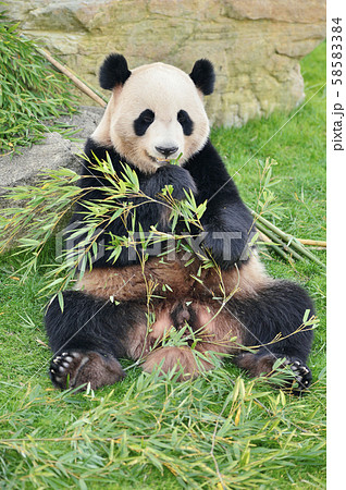 笹の葉を食べるパンダの写真素材