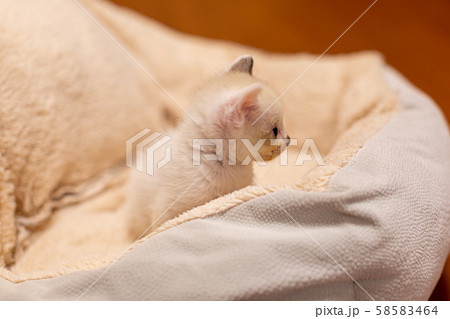 仔猫 生後4週間 仔猫 生後4週間 58583464