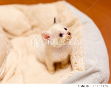 仔猫 生後4週間 仔猫 生後4週間 58583470