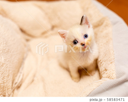 仔猫　生後4週間 58583471