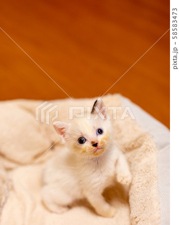 仔猫　生後4週間 58583473