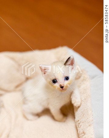仔猫　生後4週間 58583474