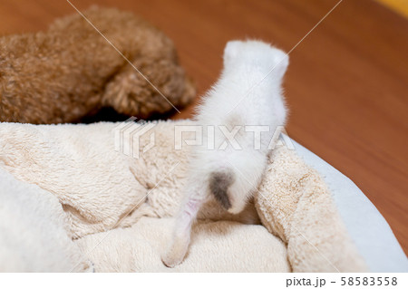 仔猫と犬 58583558