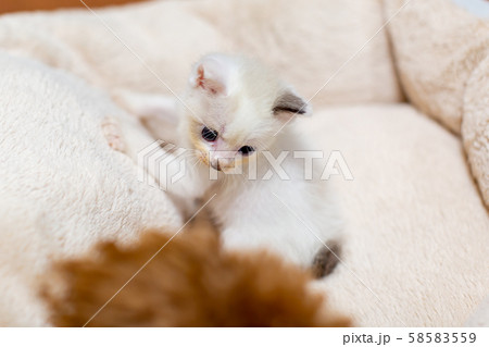 仔猫と犬 58583559