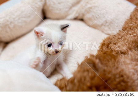 仔猫と犬 仔猫と犬 58583560