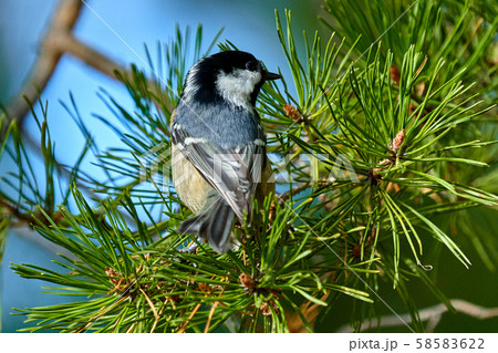 A bird - Coal Tit ( Periparus ater ) sitting  58583622