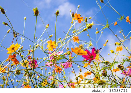 キバナコスモスとピンクのコスモス（センセーション）が咲いている風景 58583731