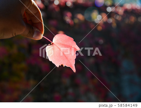 Hand holding red leaf with sunlight Hand holding red leaf with sunlight 58584149