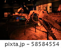 名古屋港の恐竜化石 58584554