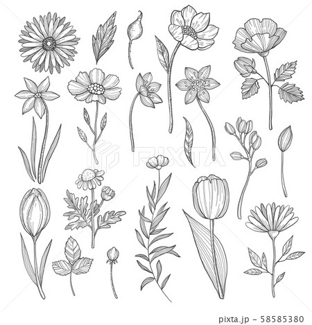 Hand drawn plants. Vector pictures isolate on white 58585380