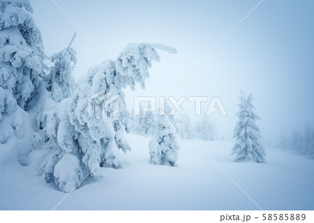 Fairytale winter forest in the snow Fairytale winter forest in the snow 58585889