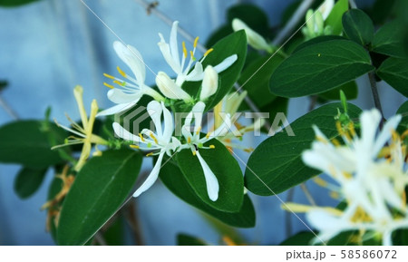 キンギンボク 58586072