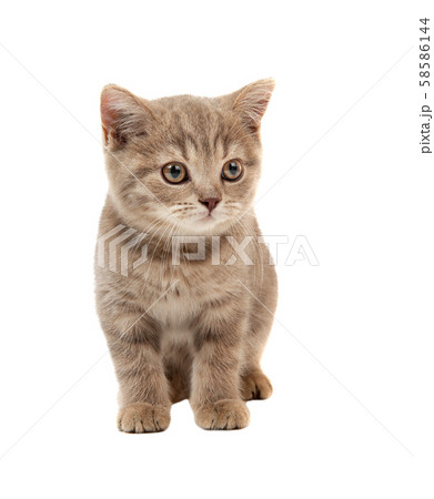 brown little kitten 58586144