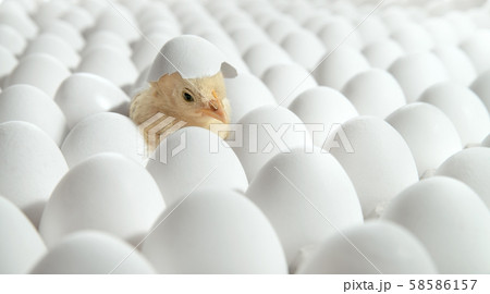 white eggs and one egg hatches chicken 58586157