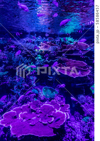 名古屋港水族館 名古屋港水族館 58586457