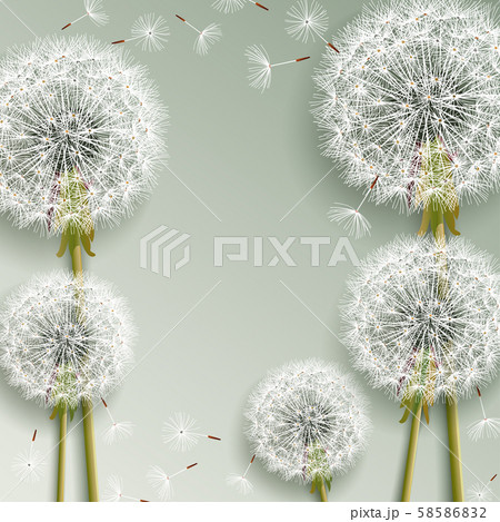 Beautiful grey background with dandelions blowing Beautiful grey background with dandelions blowing 58586832